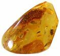 Fossil Beetle (Staphylinidae) In Baltic Amber #50624-1